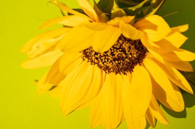 Sarı ayçiçeği, yakın çekim, stüdyo çekimi