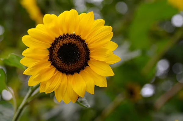 Žlutý Slunečnice Zahradě Zblízka Pohled — Stock fotografie