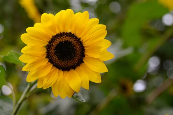 Gele Zonnebloem Tuin Van Dichtbij Bekeken — Stockfoto