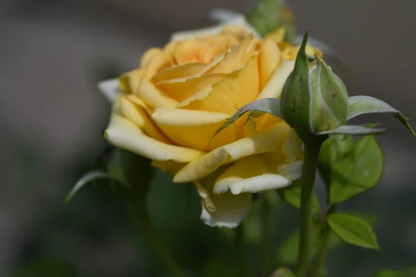 Mooie Rozen Groeien Buiten Tuin Close Uitzicht — Stockfoto