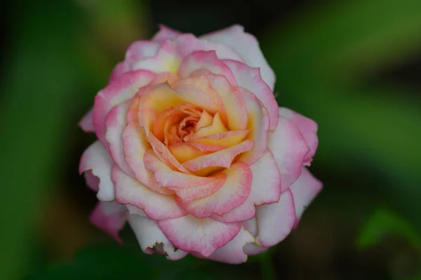 Belle Rose Dans Jardin Vue Rapprochée — Photo