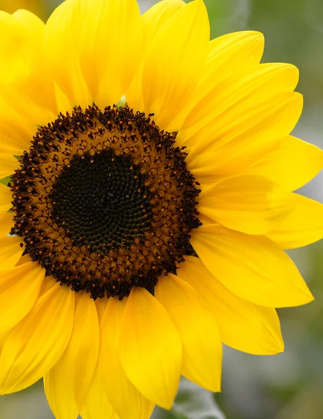 Tournesol Jaune Dans Jardin Vue Rapprochée — Photo