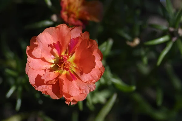 庭で育つ美しい花を間近で見られる — ストック写真