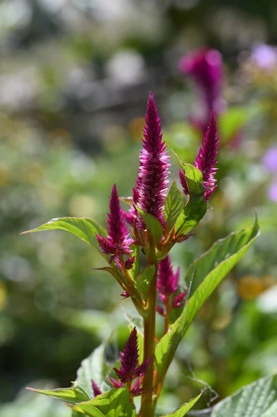 Bahçede büyüyen mor çiçekler