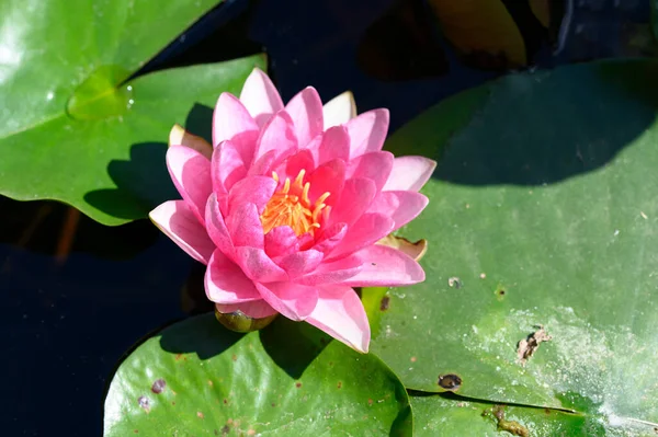 Close Water Lily Pond — Stock Photo, Image