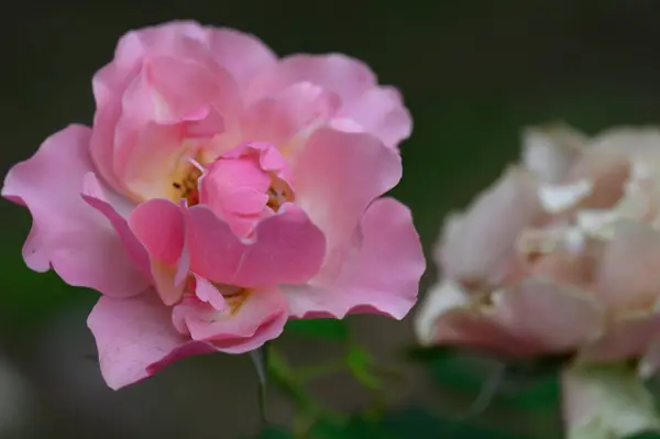 Hermosa Flor Que Crece Aire Libre Jardín Vista Cerca — Foto de Stock