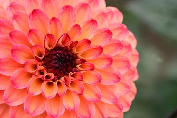 Red Dahlia Flower Close View — Stock Photo, Image