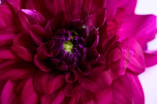 Nahaufnahme Einer Schönen Rosa Blume Studioaufnahme — Stockfoto