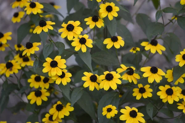 Flores Amarillas Jardín Vista Cerca — Foto de Stock