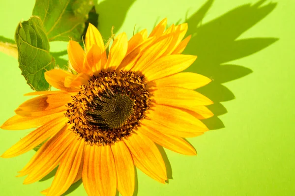 Yellow Sunflower Close Studio Shot — Stock Photo, Image