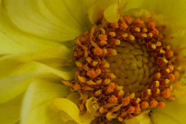 Close View Beautiful Yellow Flower Studio Shot — Stock Photo, Image