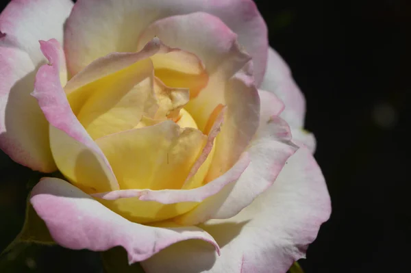 Närbild Vackra Vita Gula Och Rosa Ros Blomma — Stockfoto