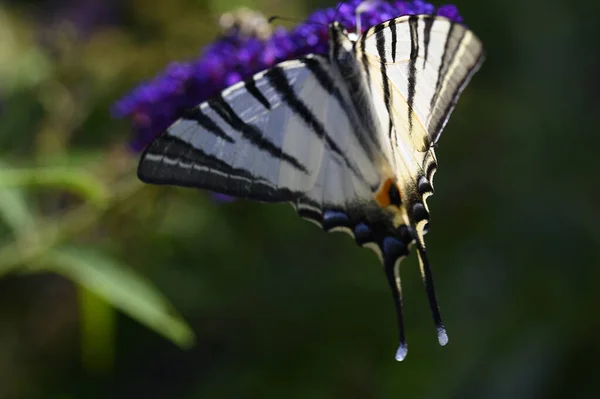 Бабочка Насекомое Сидит Фиолетовых Цветах Закрыть Вид — стоковое фото