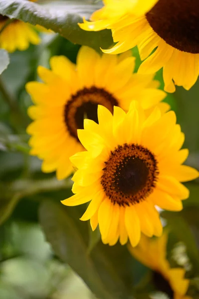 Zonnebloemen Groeien Tuin Van Dichtbij Bekeken — Stockfoto