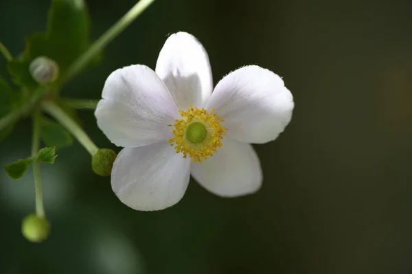 Vit Blomma Närbild Sommar Koncept — Stockfoto