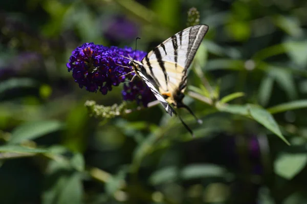 Butterfly Insect Sitting Purple Flowers Close View — Stock Photo, Image