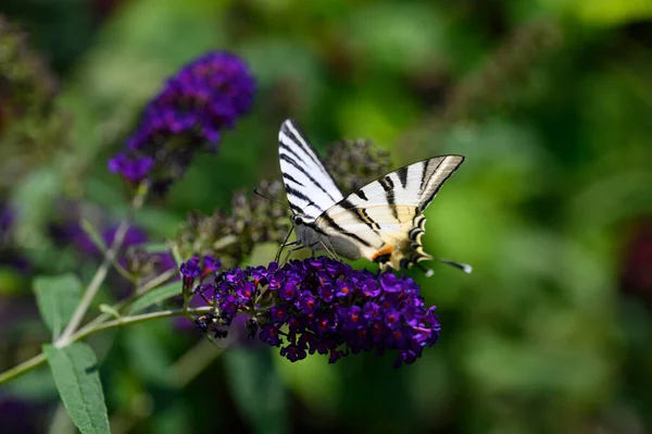 Butterfly Insect Sitting Purple Flowers Close View — Stock Photo, Image