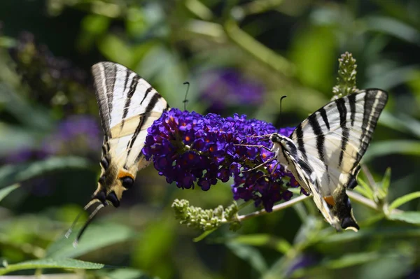 Schmetterlingsinsekt Sitzt Auf Lila Blüten Nahaufnahme — Stockfoto