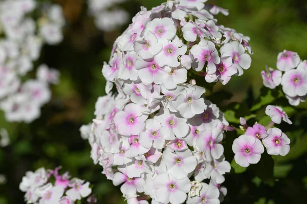 Vackra Blommor Växer Utomhus Trädgården Närbild — Stockfoto