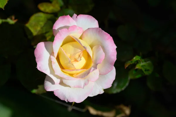 Close Beautiful White Yellow Pink Rose Flower — Stock Photo, Image