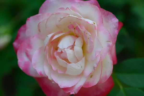 Belle Rose Dans Jardin Vue Rapprochée — Photo