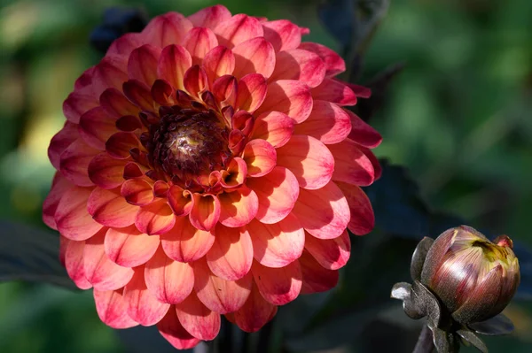 Kırmızı Yıldız Çiçeği Yakın Görüş — Stok fotoğraf