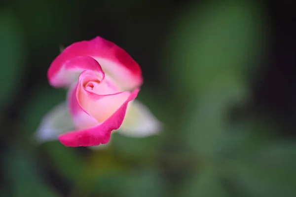 Beautiful Rose Garden Close View — Stock Photo, Image