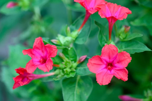 Primer Plano Hermosas Flores Rosadas Jardín —  Fotos de Stock