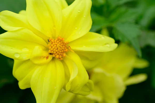 Tedere Gele Bloemen Groeien Tuin — Stockfoto