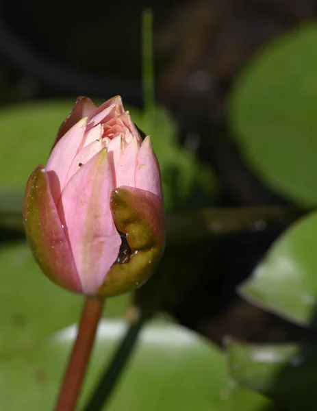 Nahaufnahme Von Seerose Auf Dem Teich — Stockfoto