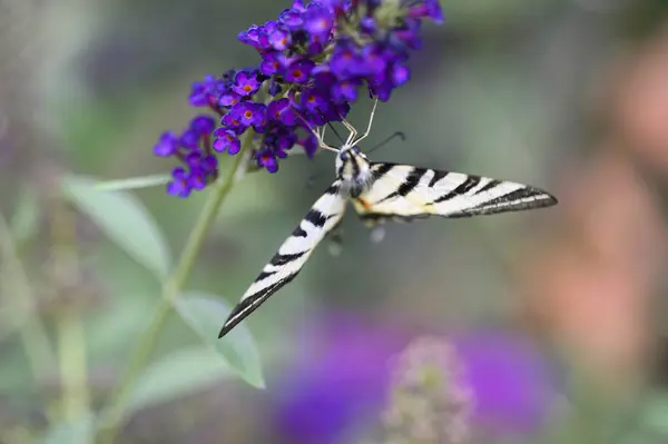 Butterfly Insect Sitting Purple Flowers Close View — Stock Photo, Image