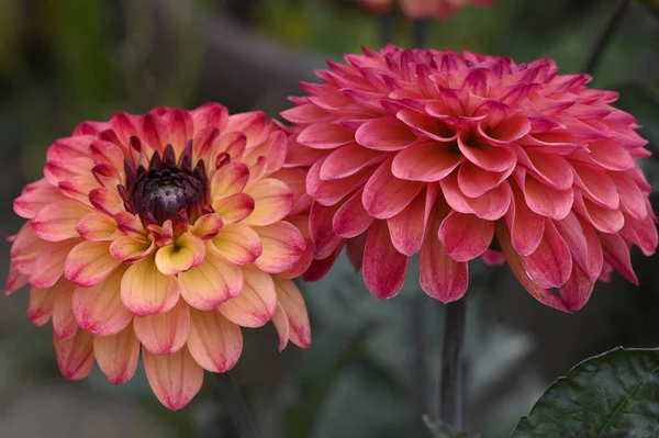 Rote Dahlienblüten Nahsicht — Stockfoto