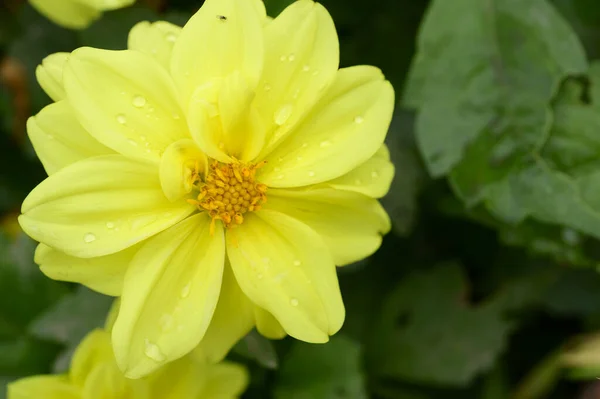 Zarte Gelbe Blüten Wachsen Garten — Stockfoto