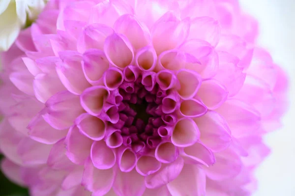 Pink Dahlia Flower Close View — Stock Photo, Image