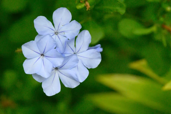 Schöne Blumen Wachsen Freien Garten Nahaufnahme Ansicht — Stockfoto