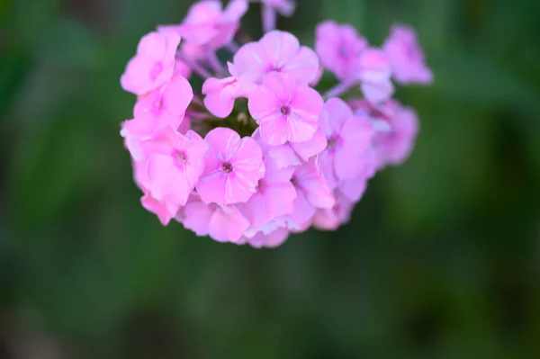 庭で育つ紫色の花は — ストック写真