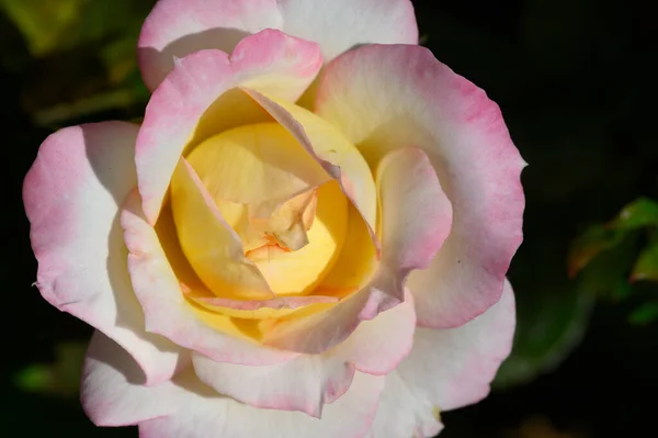 Крупним Планом Красива Біла Жовта Рожева Квітка Троянди — стокове фото
