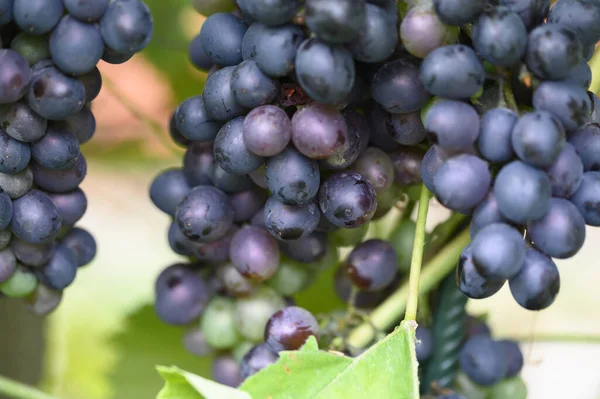 açık havada yetişen olgun üzüm, yaz konsepti, yakın görüş  