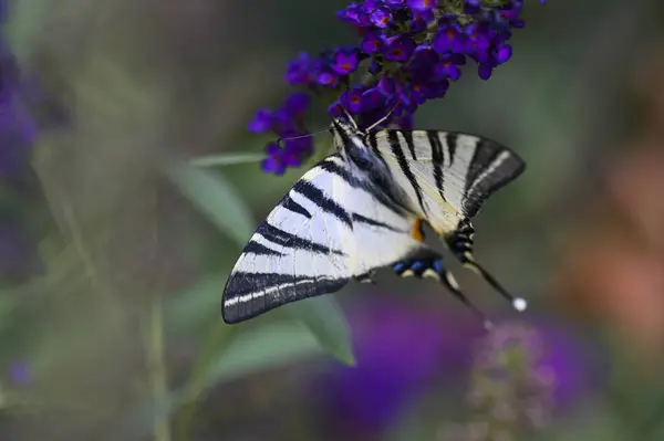 Butterfly Insect Sitting Purple Flowers Close View — Stock Photo, Image