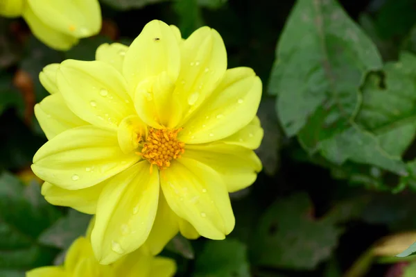 Fleurs Jaunes Tendres Poussant Dans Jardin — Photo