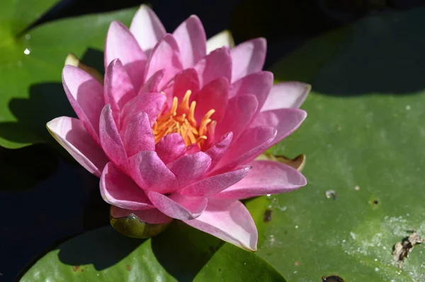 Close Water Lily Pond — стоковое фото