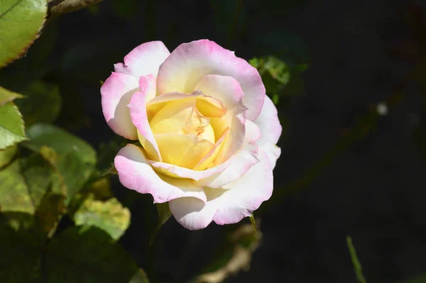 Close Beautiful White Yellow Pink Rose Flower — Stock Photo, Image