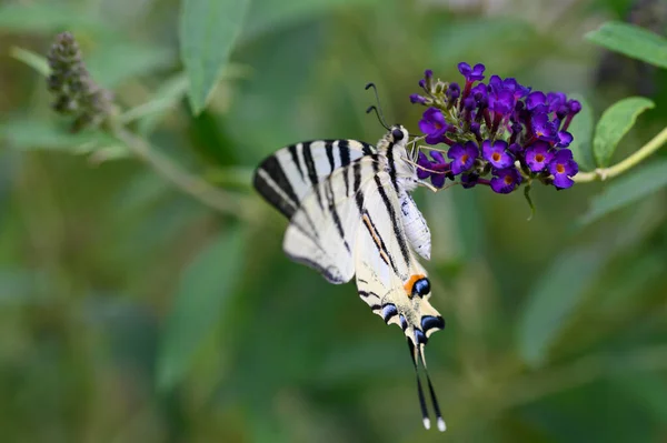 Insetto Farfalla Seduto Fiori Viola Vista Vicino — Foto Stock