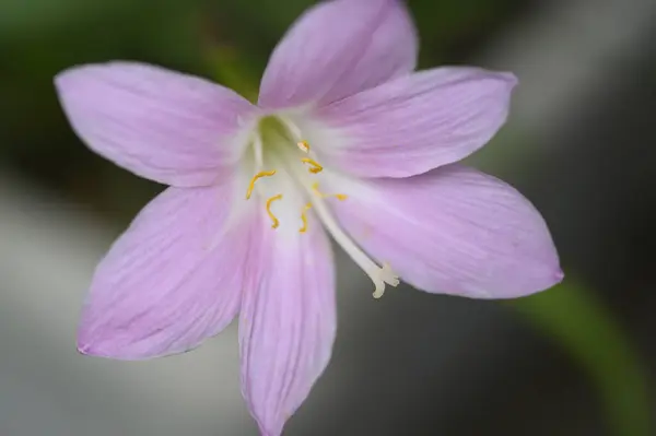 美しいピンク色の花のクローズ アップ — ストック写真