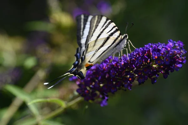 蝴蝶昆虫坐在紫色的花朵上 近距离观察 — 图库照片