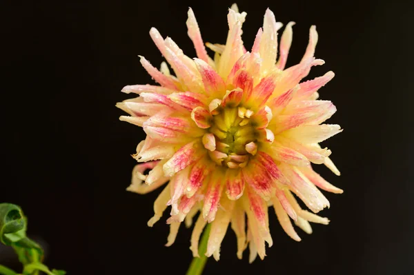 Beautiful Flower Dark Background Closeup View — Stock Photo, Image