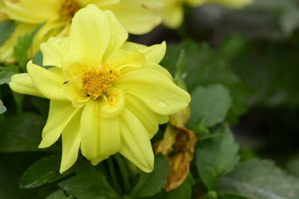 Нежные Желтые Цветы Растут Саду — стоковое фото