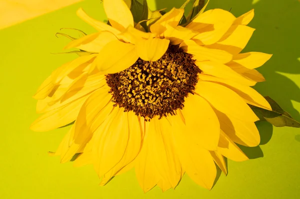 Sarı ayçiçeği, yakın çekim, stüdyo çekimi