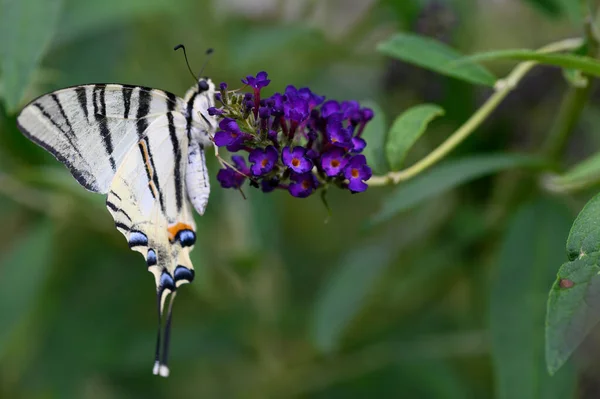 Insetto Farfalla Seduto Fiori Viola Vista Vicino — Foto Stock