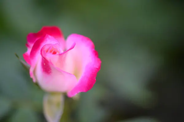 Beautiful Rose Garden Close View — Stock Photo, Image